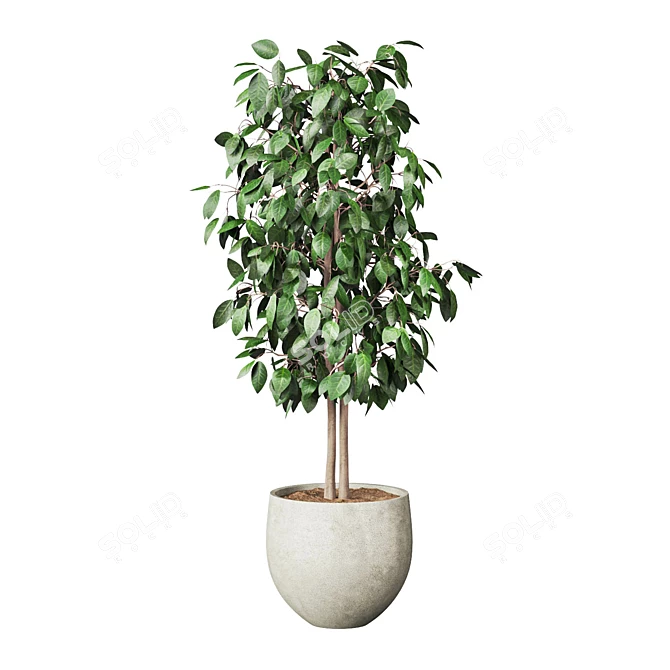 Potted Indoor Plant 3D Model 3D model image 2