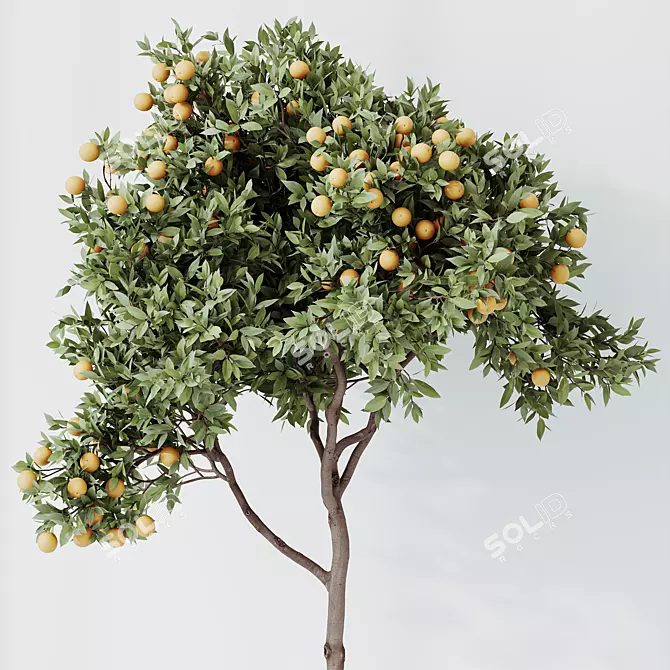 Calamondin Orange Tree Live Plant 3D model image 2