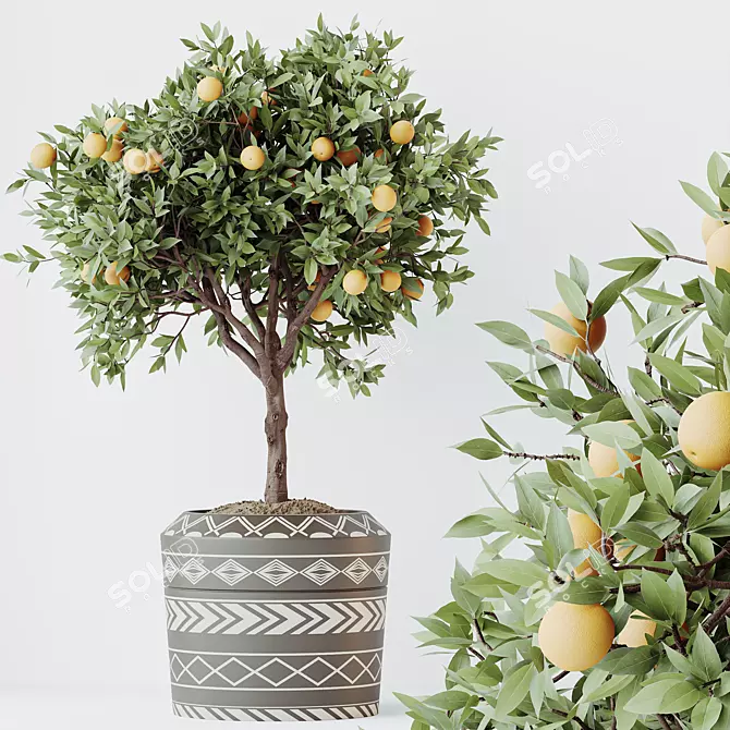 Calamondin Orange Tree Live Plant 3D model image 3