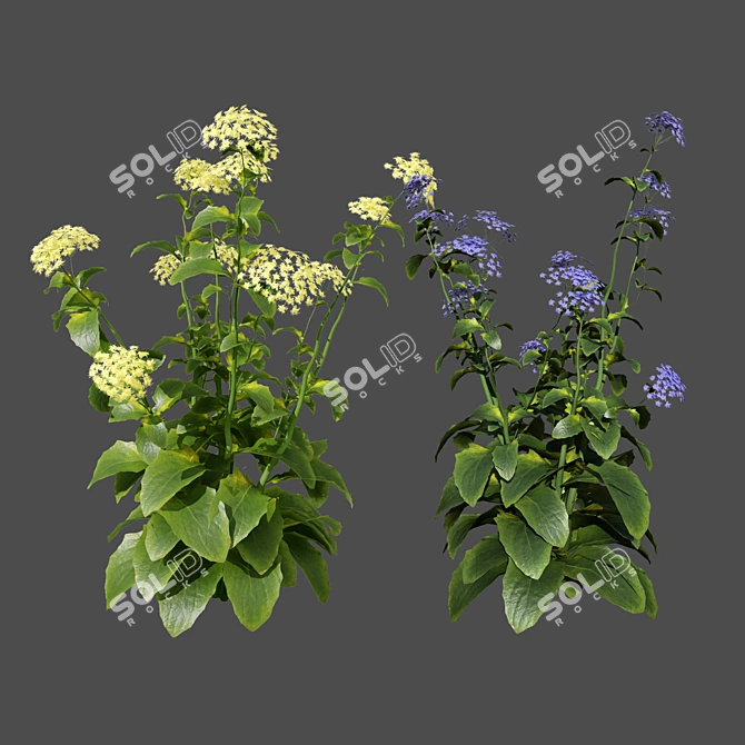 Meadow Wildflower 3D Models 3D model image 1