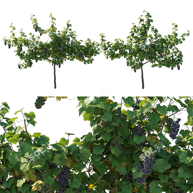 Grape Vine 3D Model Kit 3D model image 1