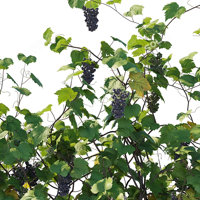 Max Vines Grapes 3D Model 3D model image 3