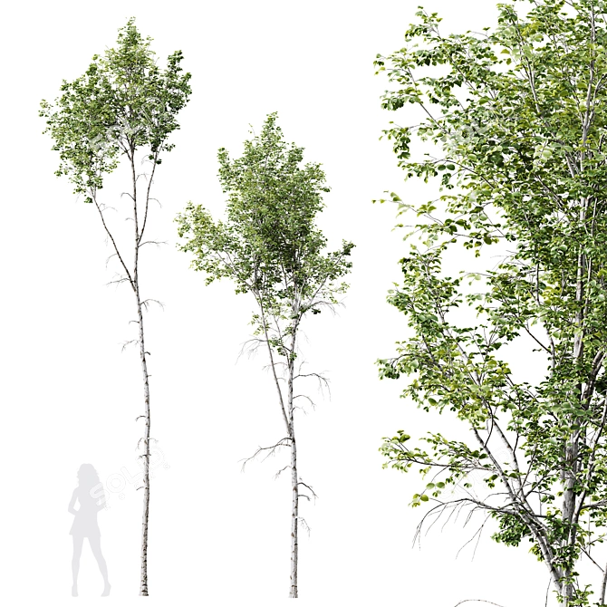 Betula Pendula Trio 3D Models 3D model image 5