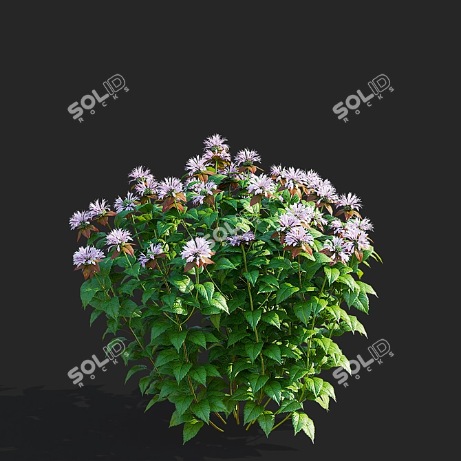 Monarda Didyma Ou Charm Collection 3D model image 4