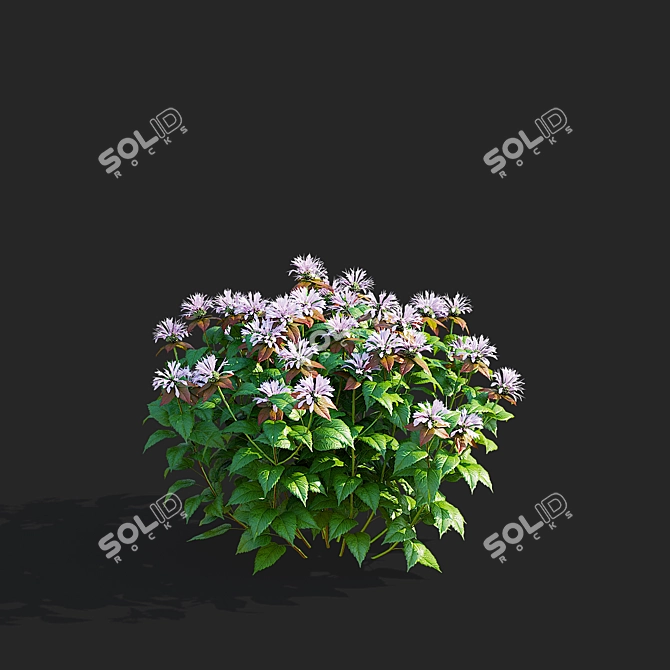 Monarda Didyma Ou Charm Collection 3D model image 5