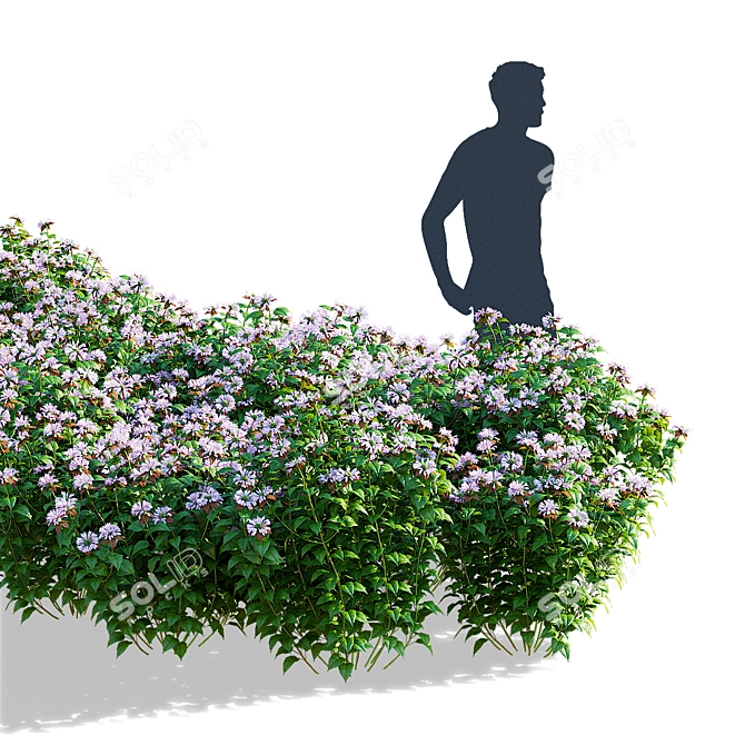 Monarda Didyma Ou Charm Collection 3D model image 6