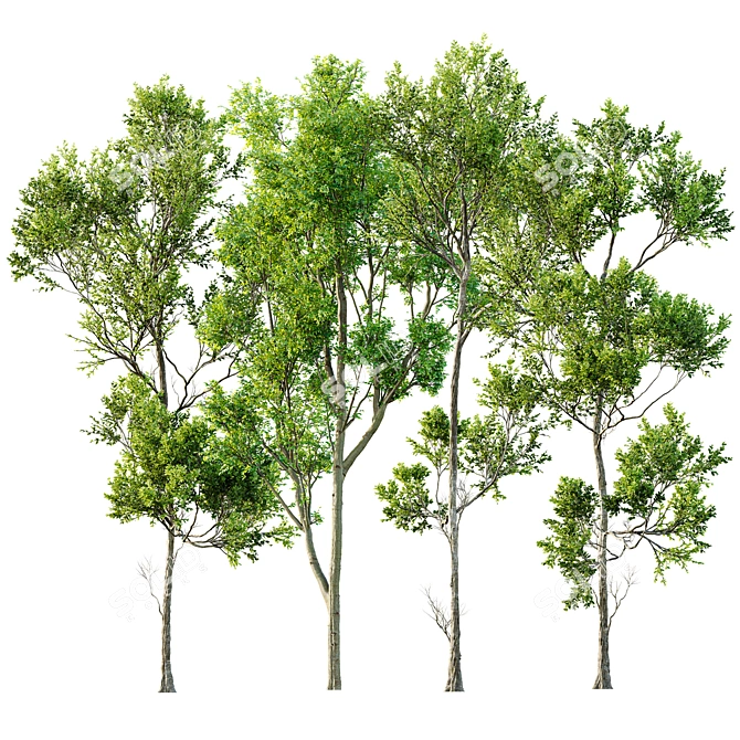 Spring Tree 3D Model Bundle 3D model image 1