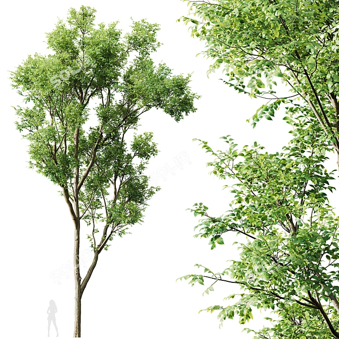 Spring Tree 3D Model Bundle 3D model image 5