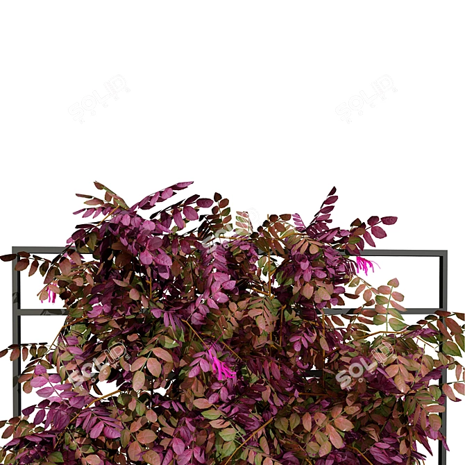 Loropetalum Spalliera Climber 3D Plant 3D model image 2