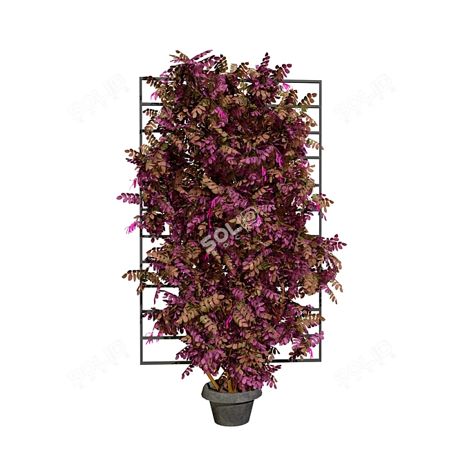 Loropetalum Spalliera Climber 3D Plant 3D model image 3