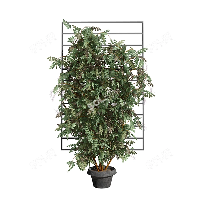 Loropetalum Spalliera Climber 3D Plant 3D model image 6