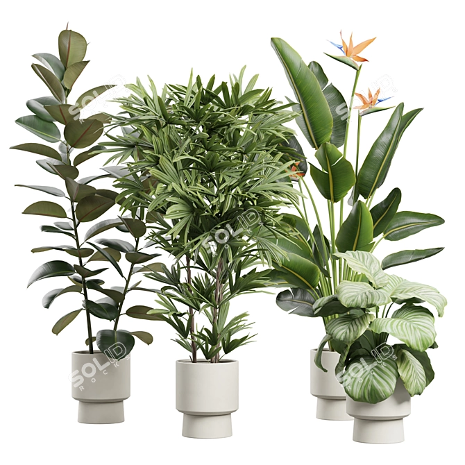 Exotic Indoor Plants Pack 72 3D model image 4