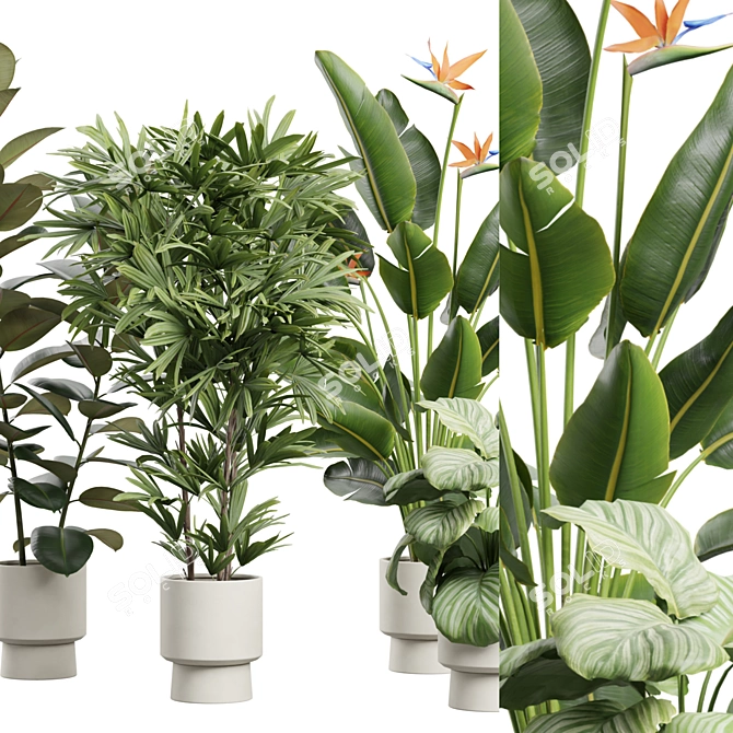 Exotic Indoor Plants Pack 72 3D model image 5