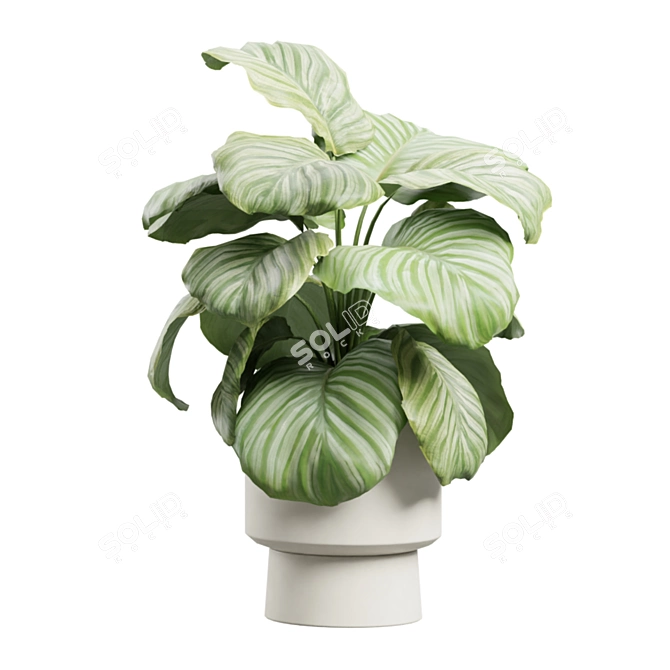 Exotic Indoor Plants Pack 72 3D model image 7