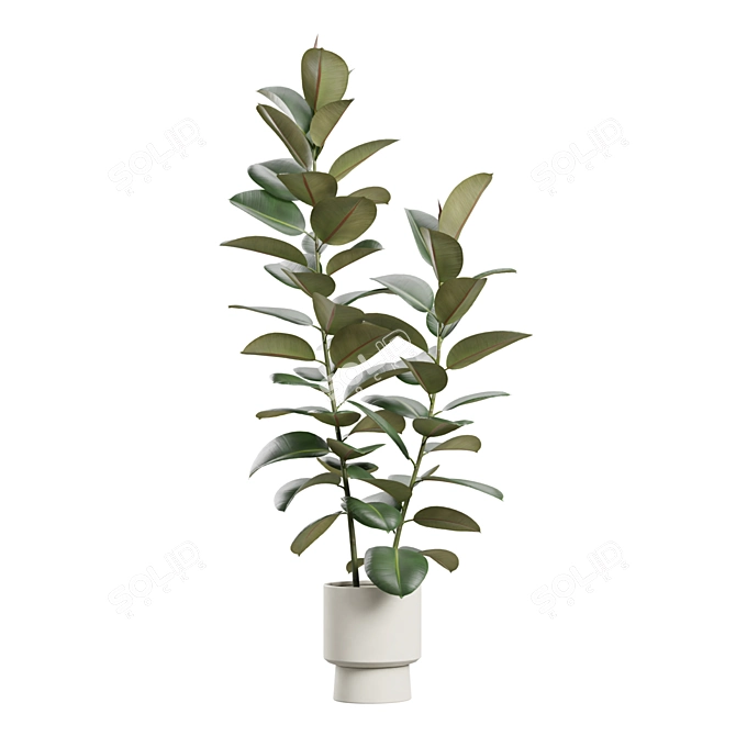 Exotic Indoor Plants Pack 72 3D model image 2