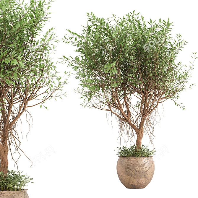 Indoor Green Shrub Plant Display 3D model image 1