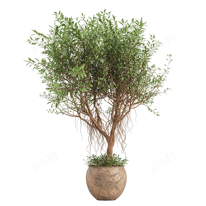 Indoor Green Shrub Plant Display 3D model image 2