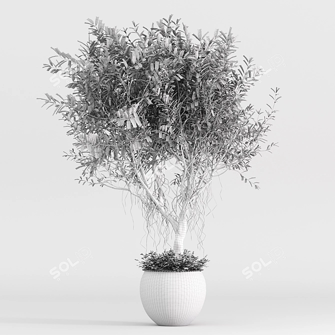 Indoor Green Shrub Plant Display 3D model image 5