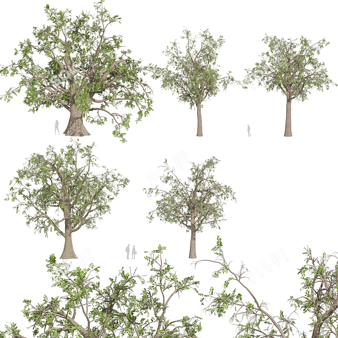 Premium Texture Sclerocarya Birrea Plant 3D model image 2