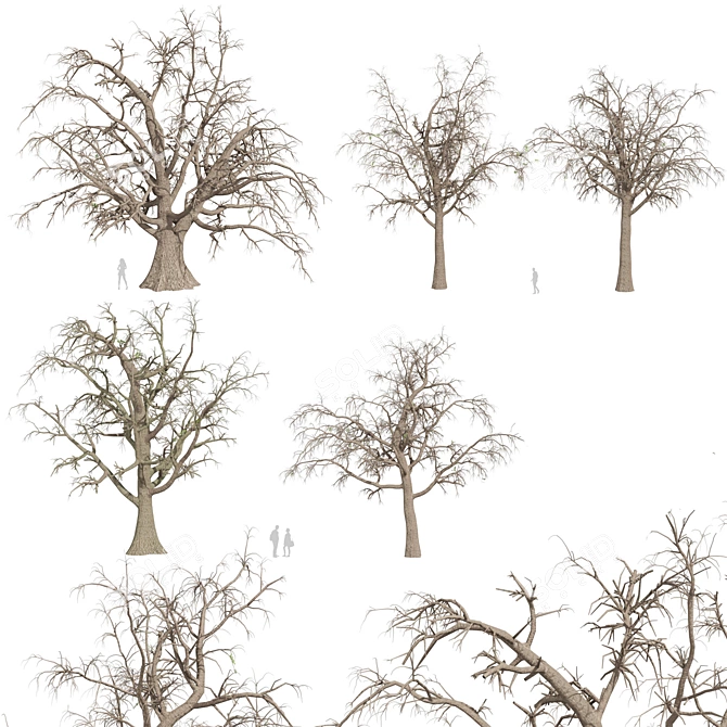 Premium Texture Sclerocarya Birrea Plant 3D model image 3