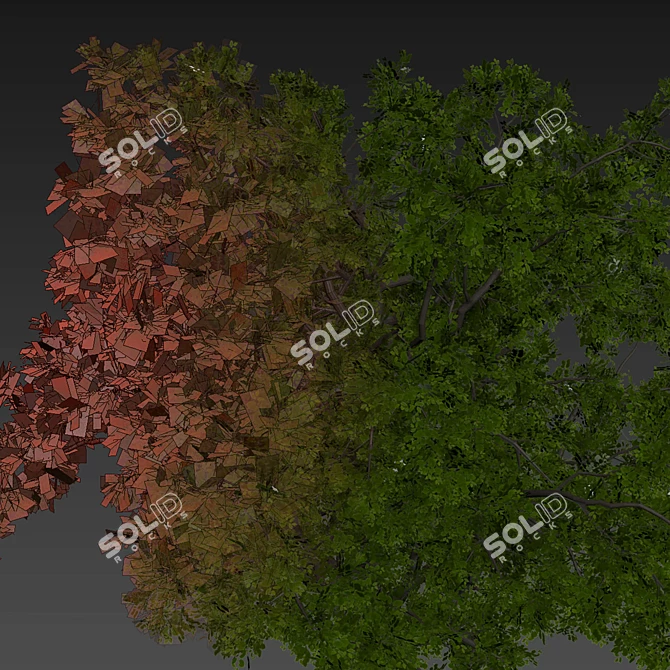 Premium Texture Sclerocarya Birrea Plant 3D model image 7