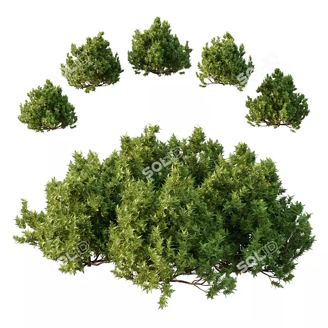 Modern Cypress Bush 3D Model 3D model image 1