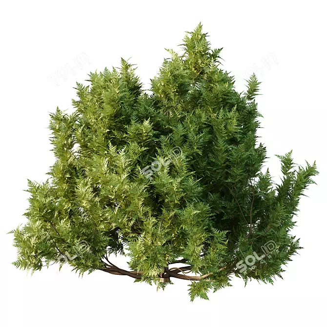 Modern Cypress Bush 3D Model 3D model image 2