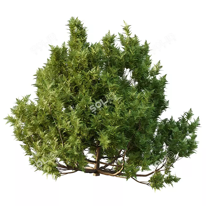 Modern Cypress Bush 3D Model 3D model image 3