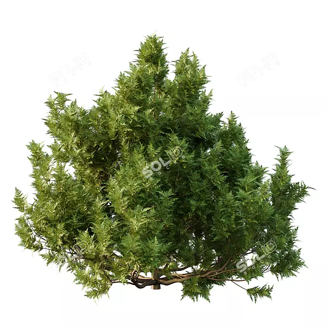 Modern Cypress Bush 3D Model 3D model image 4