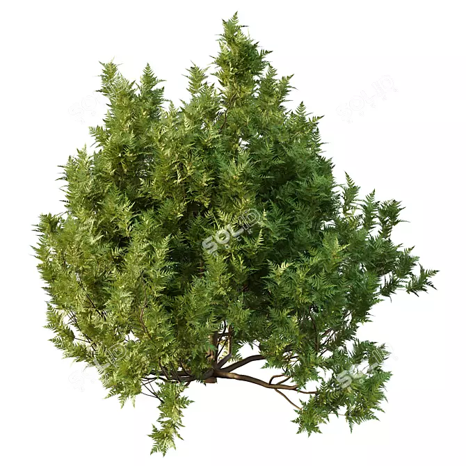 Modern Cypress Bush 3D Model 3D model image 5