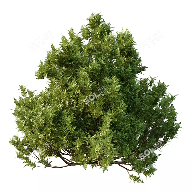 Modern Cypress Bush 3D Model 3D model image 6