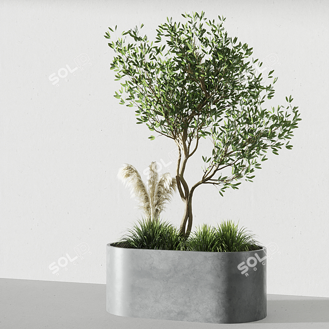 Elegant Indoor Olive Tree Set 3D model image 1