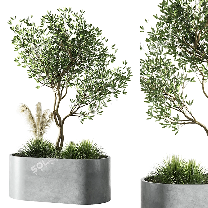 Elegant Indoor Olive Tree Set 3D model image 2