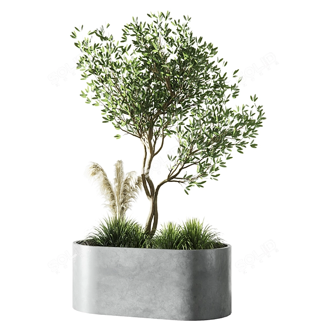 Elegant Indoor Olive Tree Set 3D model image 3