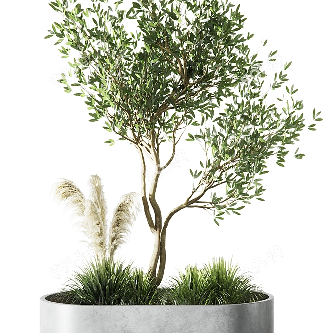 Elegant Indoor Olive Tree Set 3D model image 4