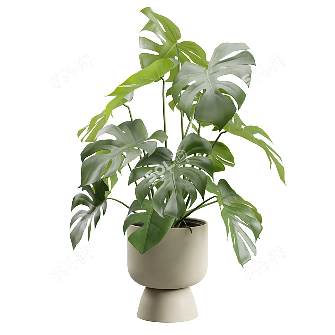 Tropical Monstera Deliciosa Beige Planter 3D model image 6