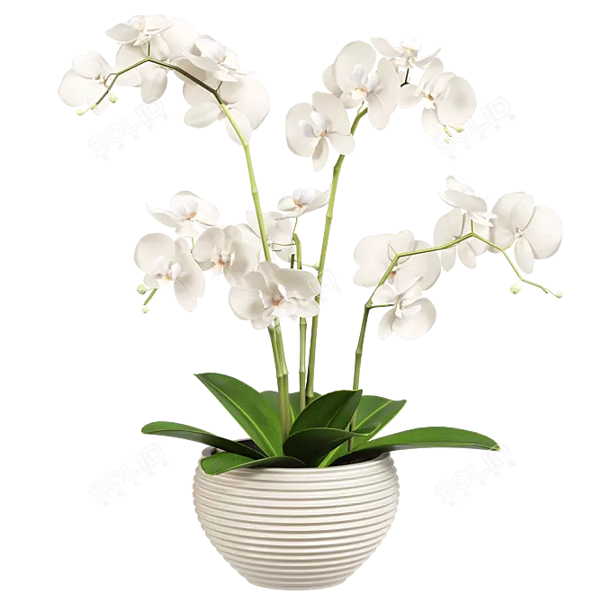 Indoor Orchid Plant in Pot 3D model image 2