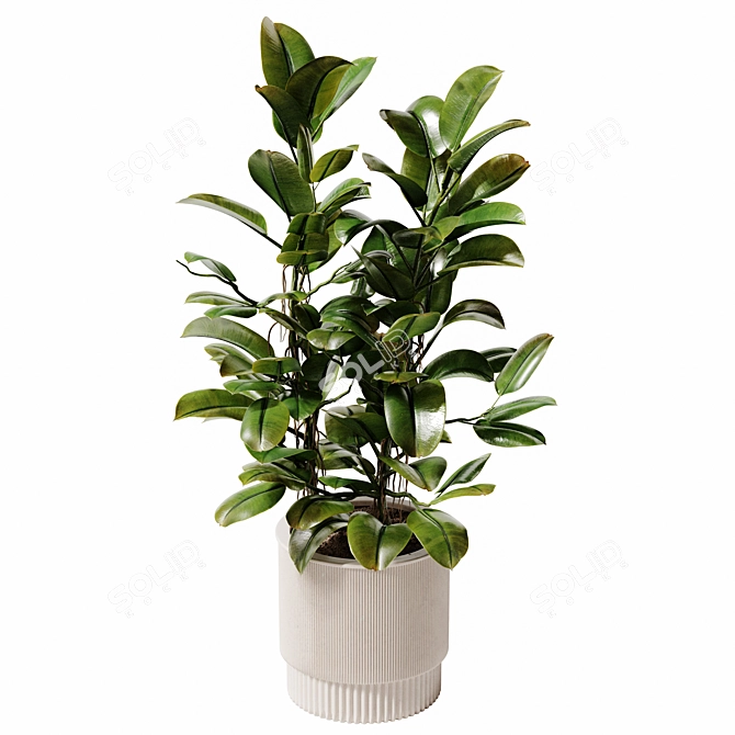 Ficus Potted Indoor Plant 28 3D model image 2