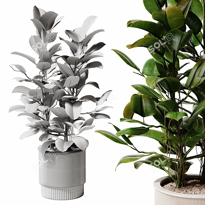 Ficus Potted Indoor Plant 28 3D model image 3