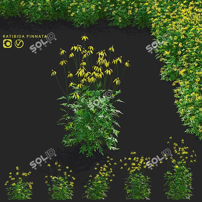Ratibida Pinnata Flower 3D Models 3D model image 1
