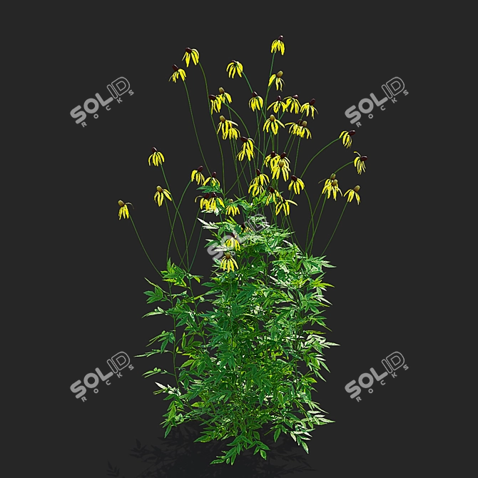 Ratibida Pinnata Flower 3D Models 3D model image 2