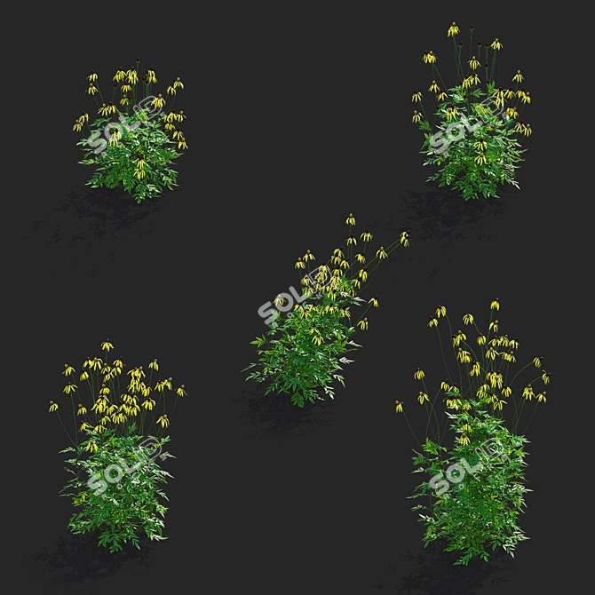 Ratibida Pinnata Flower 3D Models 3D model image 4