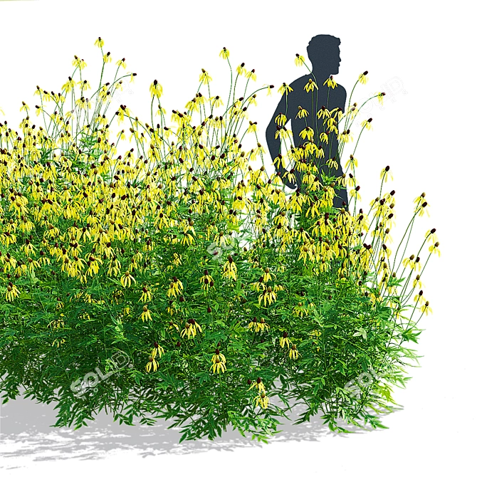 Ratibida Pinnata Flower 3D Models 3D model image 5