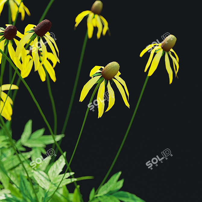 Ratibida Pinnata Flower 3D Models 3D model image 6