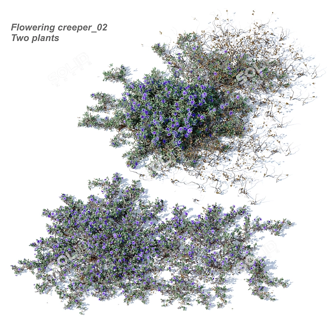 Twin Flowering Creeper Plants 3D model image 1