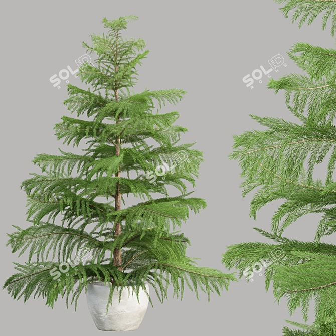 Evergreen Norfolk Pine Vol 33 3D model image 1