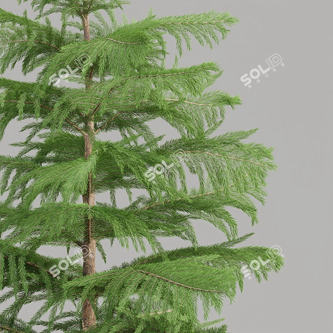 Evergreen Norfolk Pine Vol 33 3D model image 3