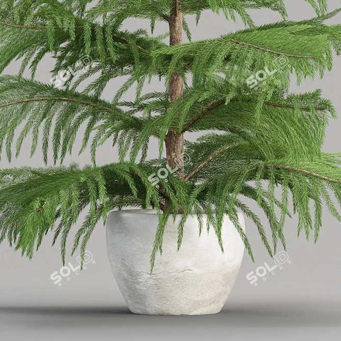 Evergreen Norfolk Pine Vol 33 3D model image 4