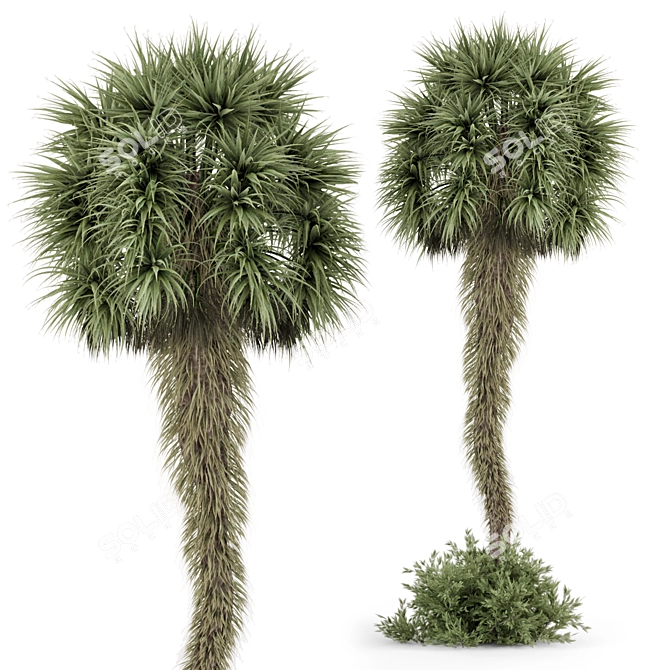 Tropical Palm Tree Plants 3D 3D model image 2