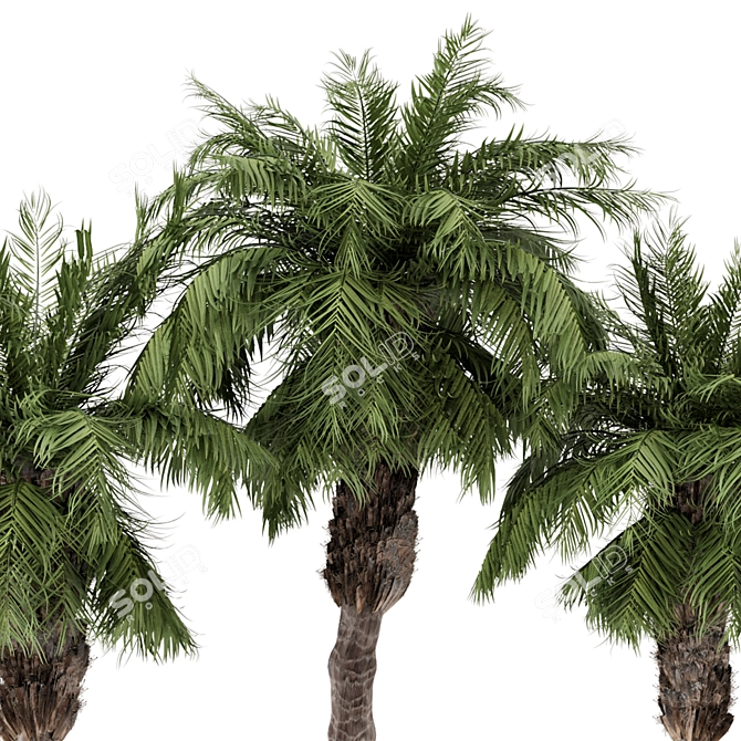 Palm Tree Plants Set 2378 3D model image 2